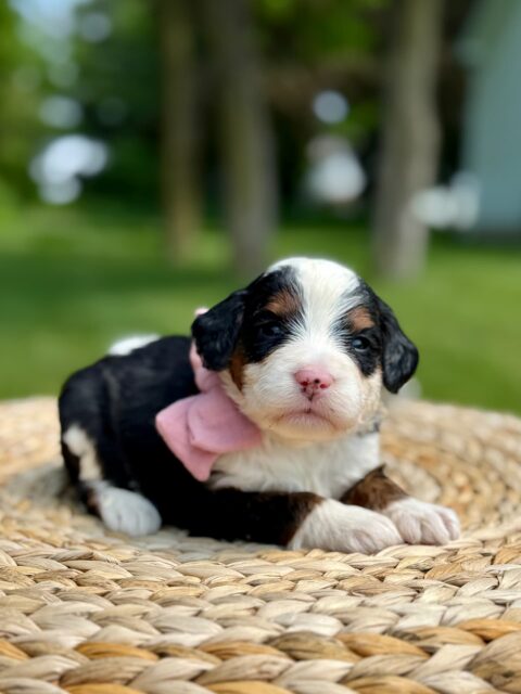 bernedoodle puppy