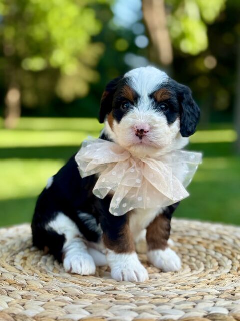 bernedoodle puppy