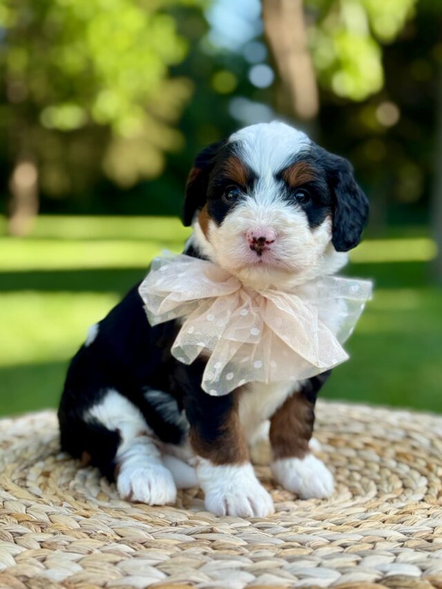 bernedoodle puppy