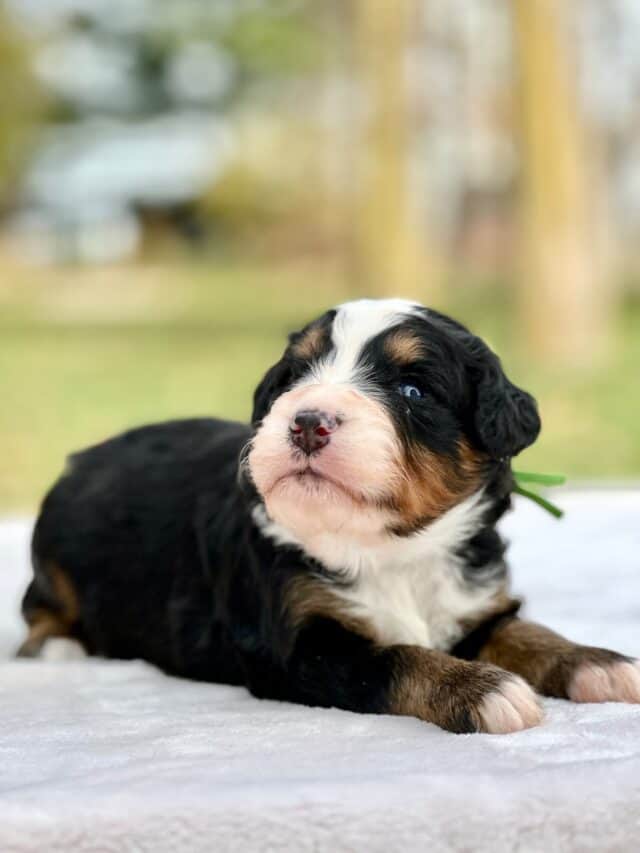 bernedoodle puppy