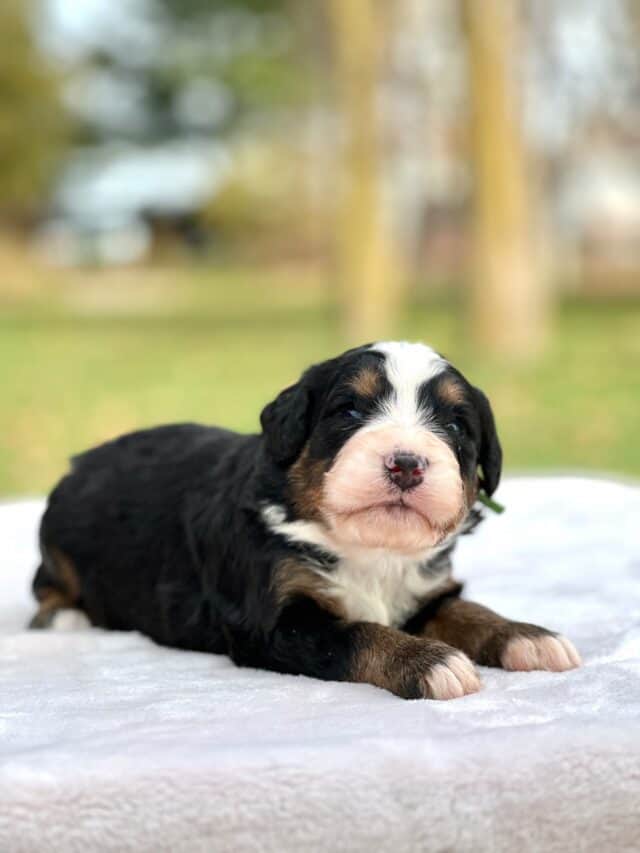 bernedoodle puppy