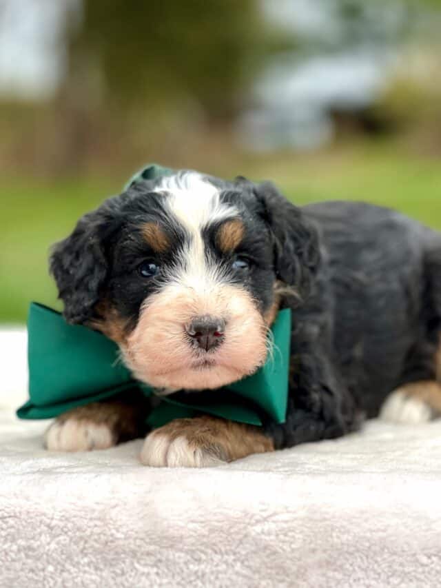 bernedoodle puppy