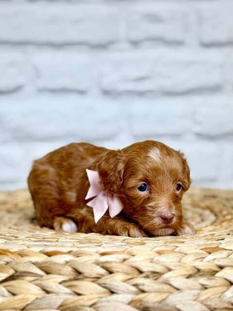 goldendoodle puppy