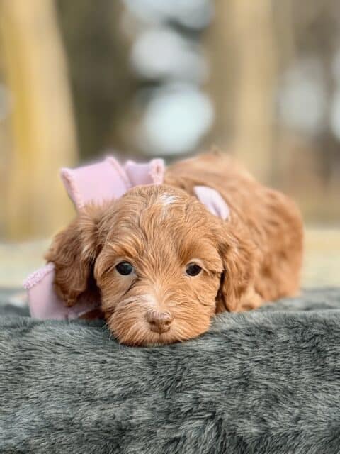 goldendoodle puppy