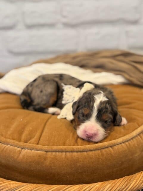 bernedoodle puppy