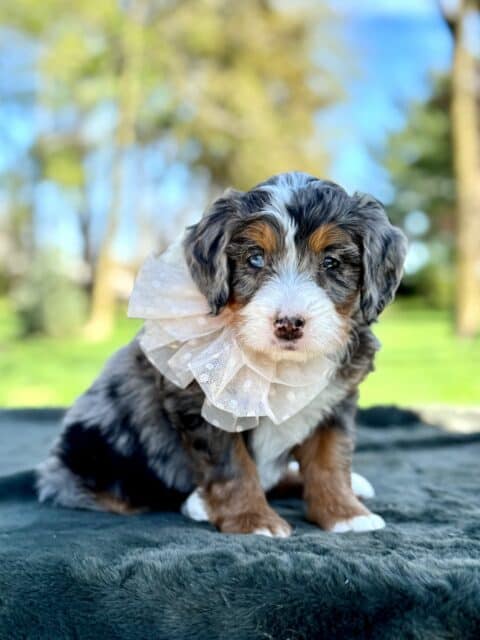 bernedoodle puppy