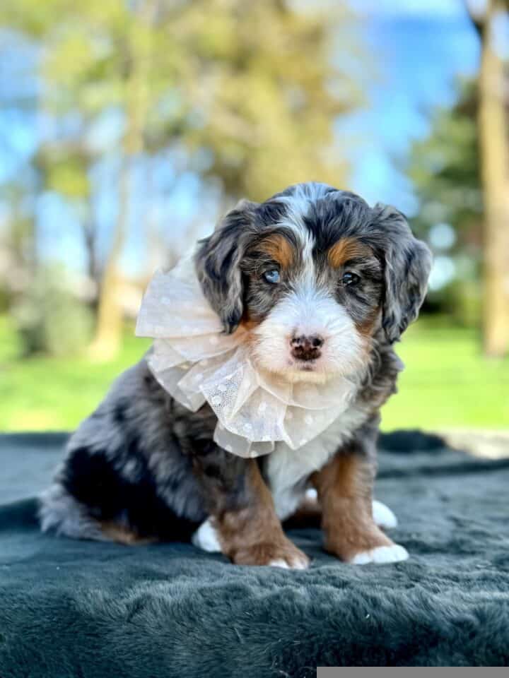 bernedoodle puppy