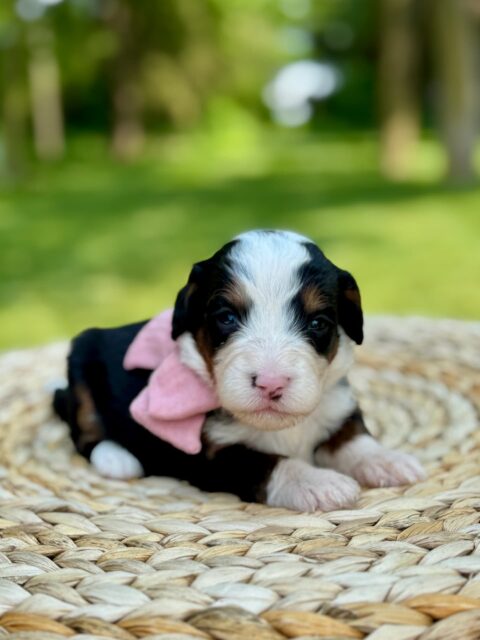 bernedoodle puppy