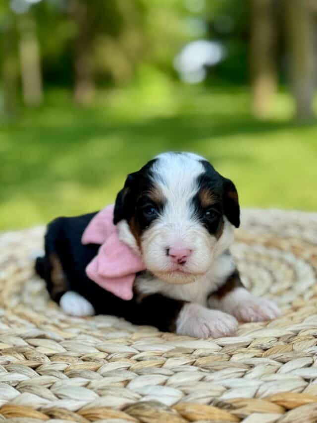 bernedoodle puppy