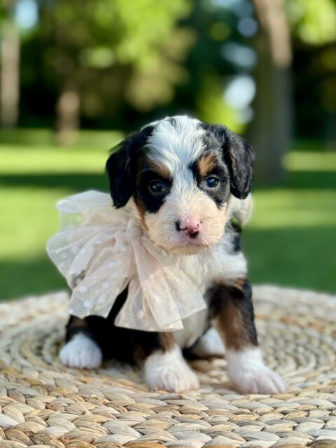 bernedoodle puppy