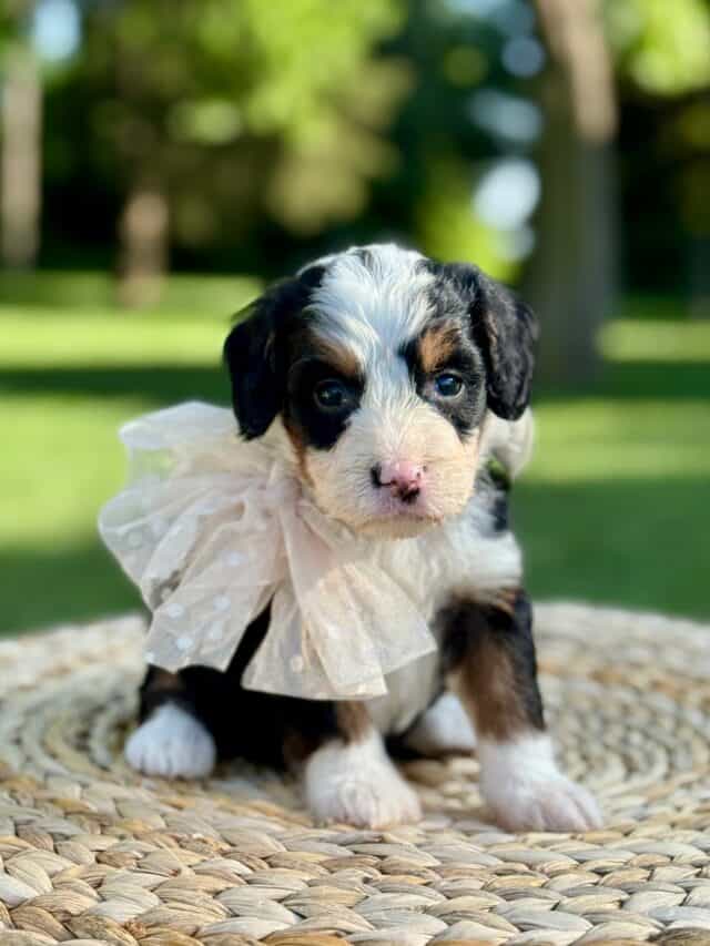 bernedoodle puppy