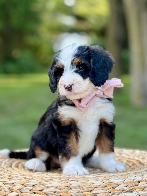 bernedoodle puppy