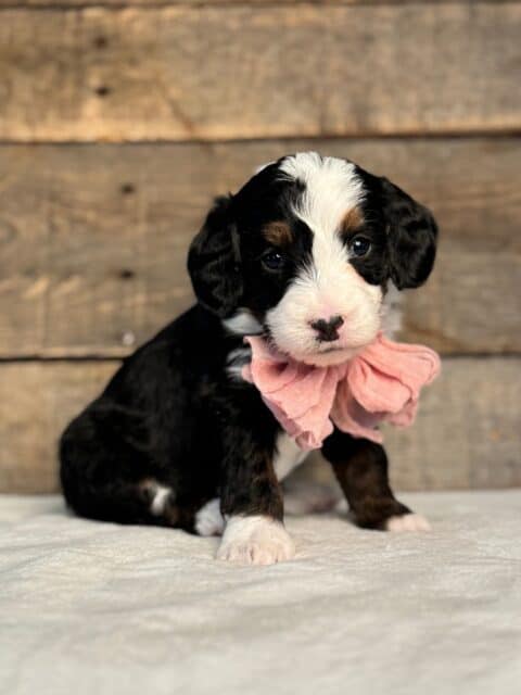 bernedoodle puppy