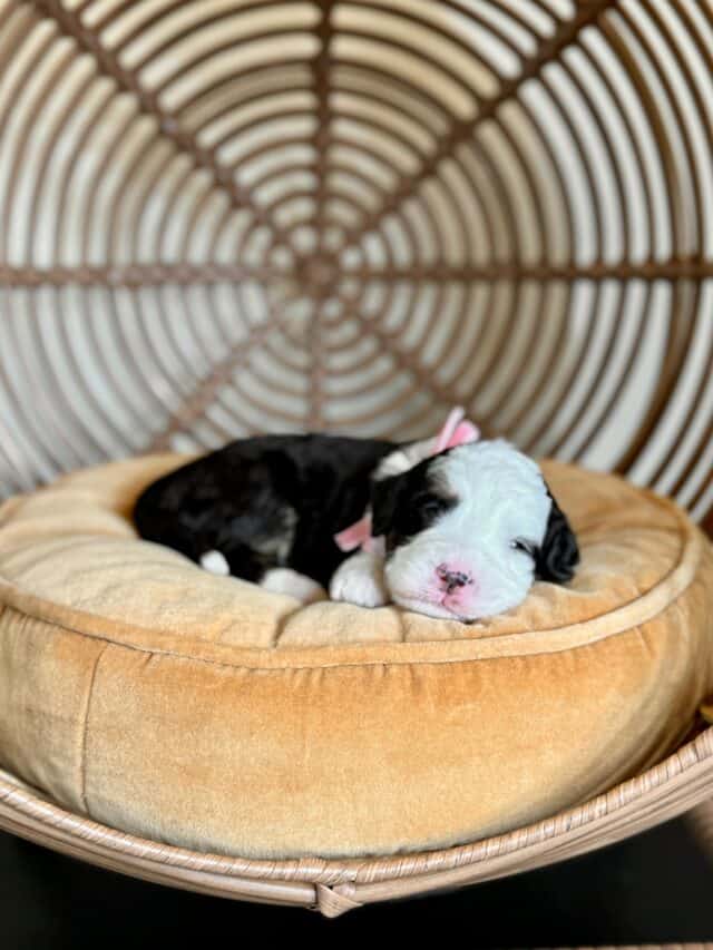 bernedoodle puppy