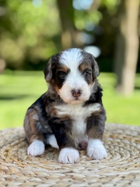 bernedoodle puppy