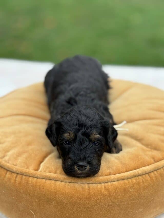 bernedoodle puppy