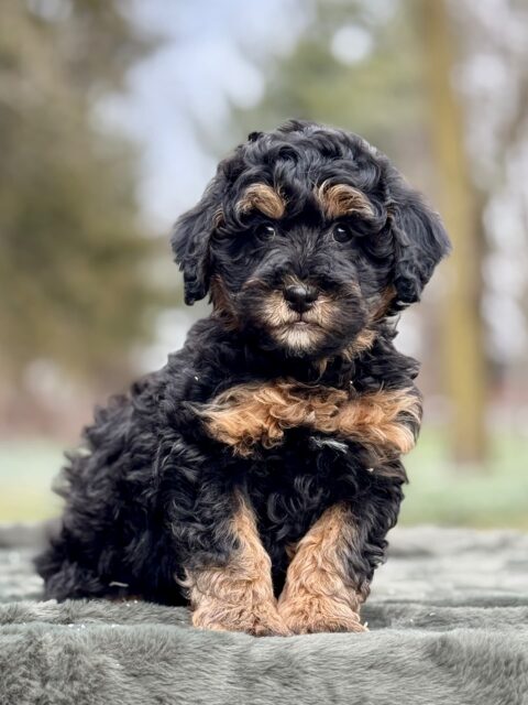 bernedoodle puppy