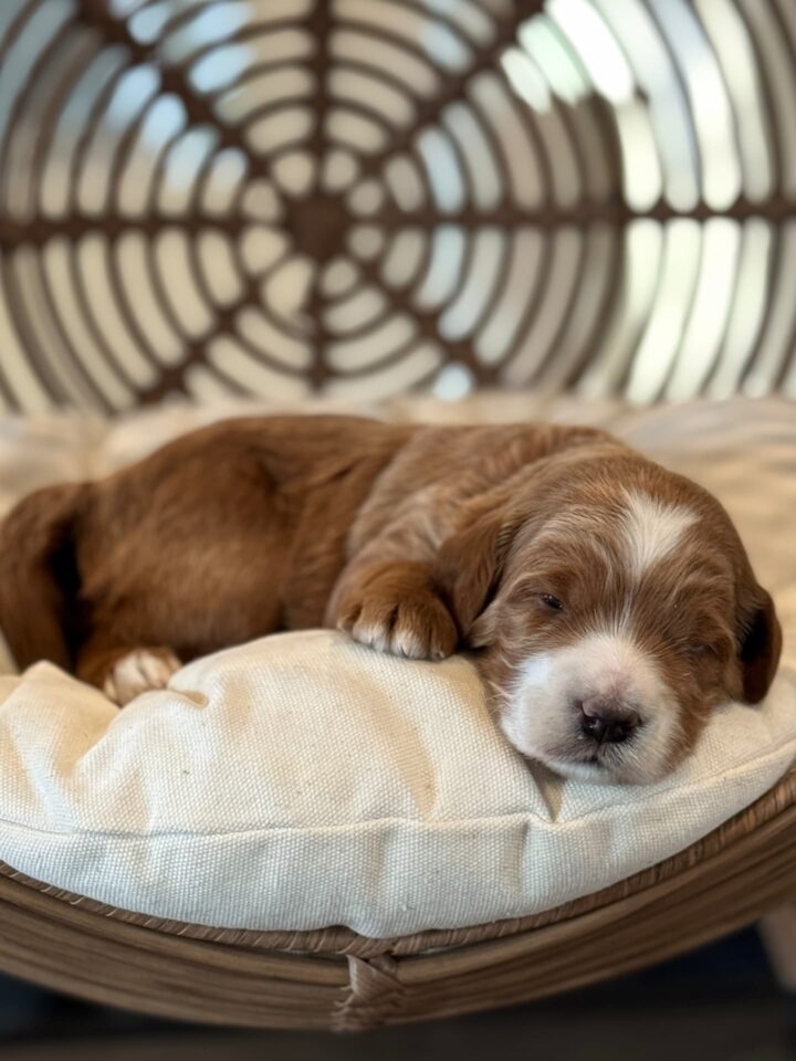 goldendoodle puppy