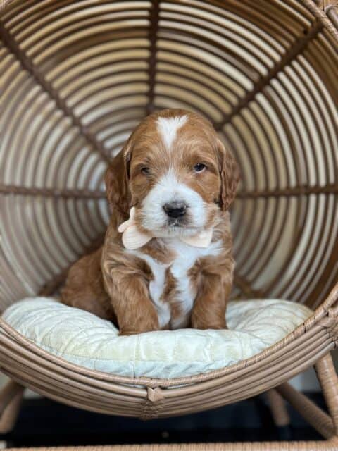 goldendoodle puppy