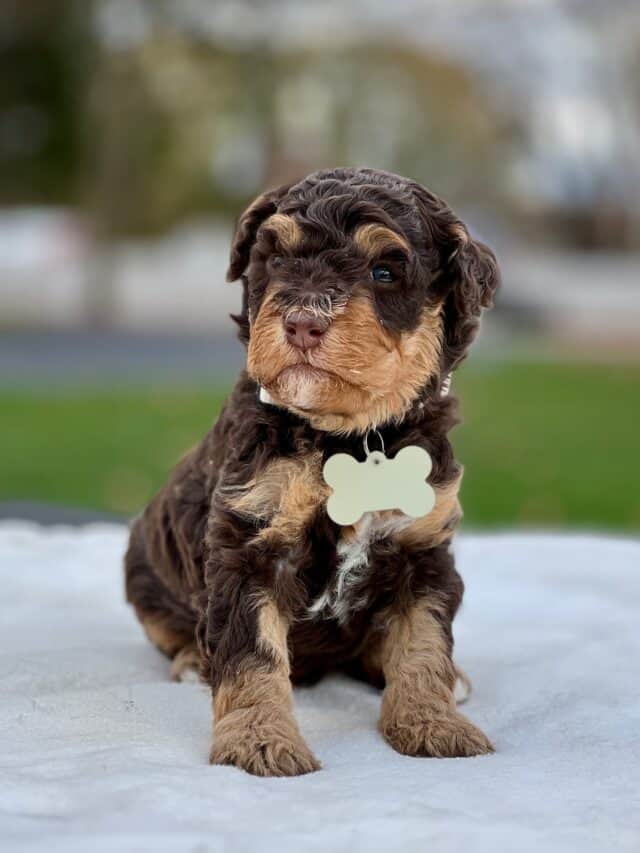 bernedoodle puppy