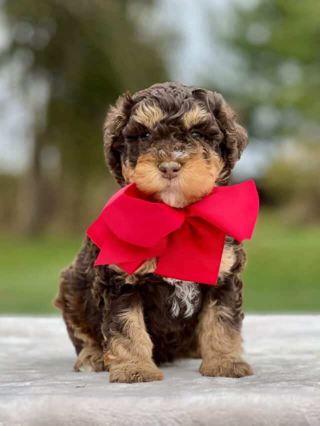 bernedoodle puppy