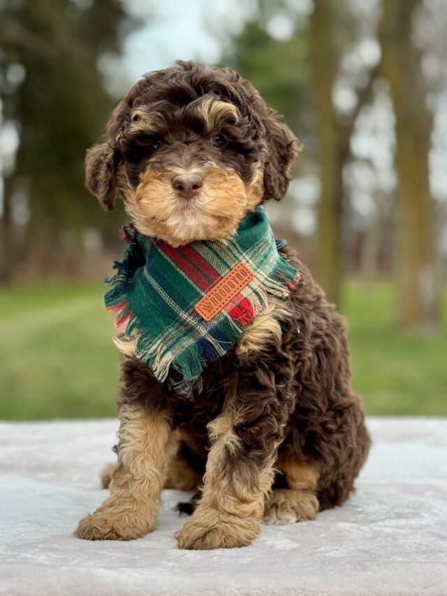 bernedoodle puppy