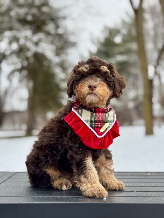 bernedoodle puppy