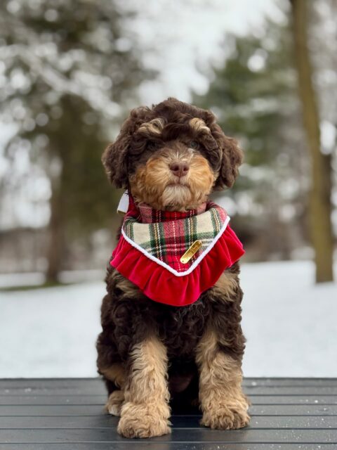 bernedoodle puppy