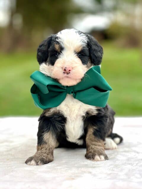 bernedoodle puppy