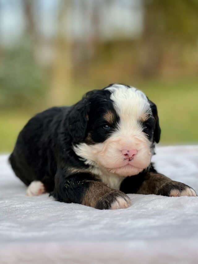 bernedoodle puppy