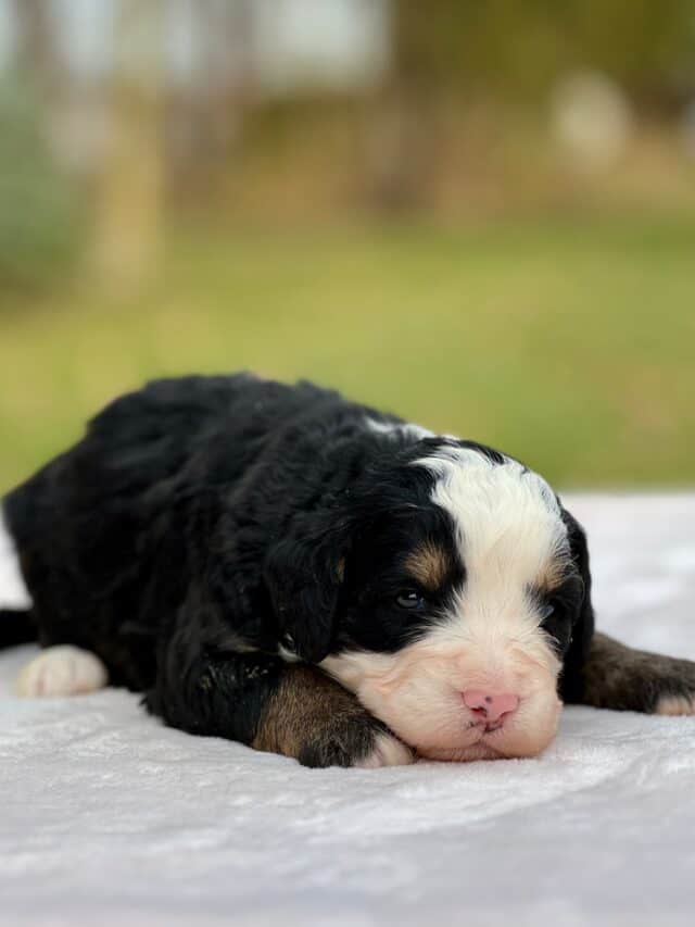 bernedoodle puppy