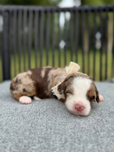 chocolate bernedoodle puppy