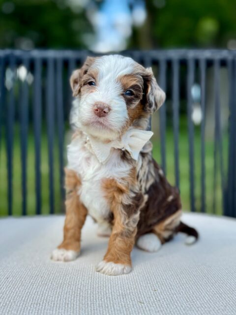bernedoodle puppy