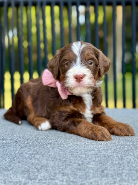 bernedoodle puppy