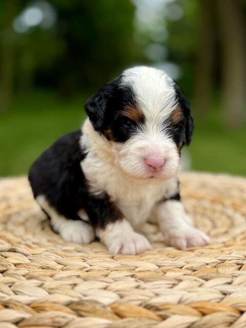 bernedoodle puppy