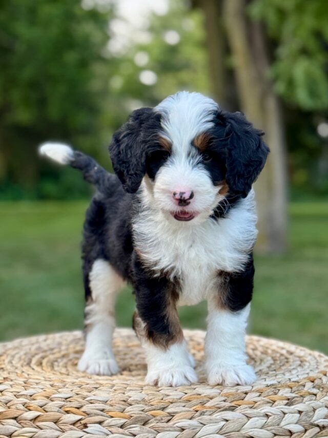 bernedoodle puppy