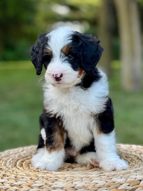 bernedoodle puppy
