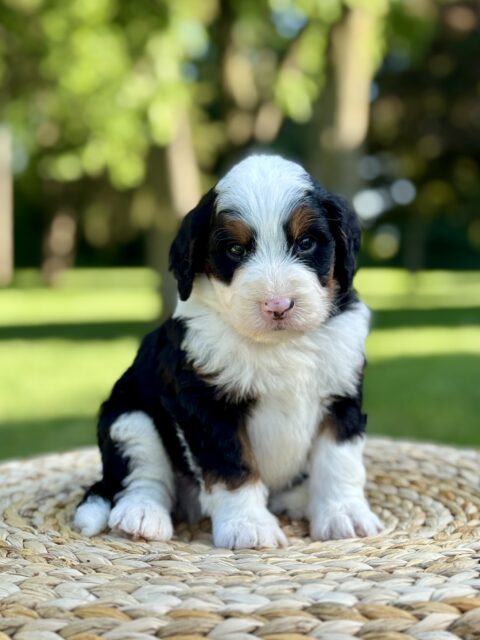 bernedoodle puppy