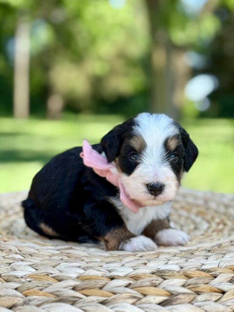bernedoodle puppy