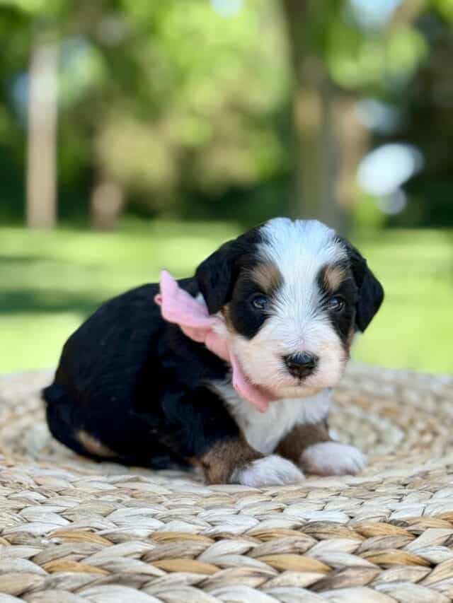 bernedoodle puppy