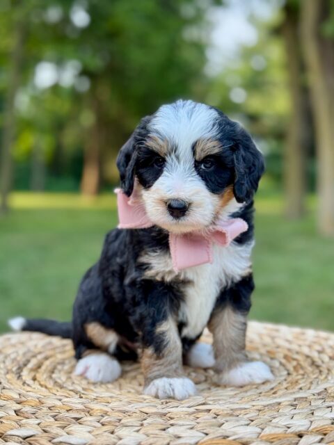 bernedoodle puppy