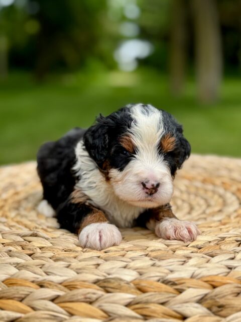 bernedoodle puppy