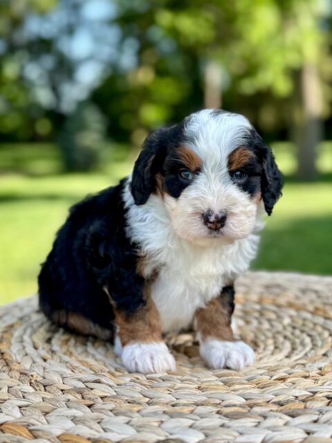 bernedoodle puppy