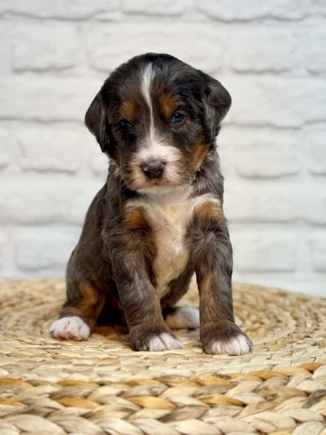 bernedoodle puppy