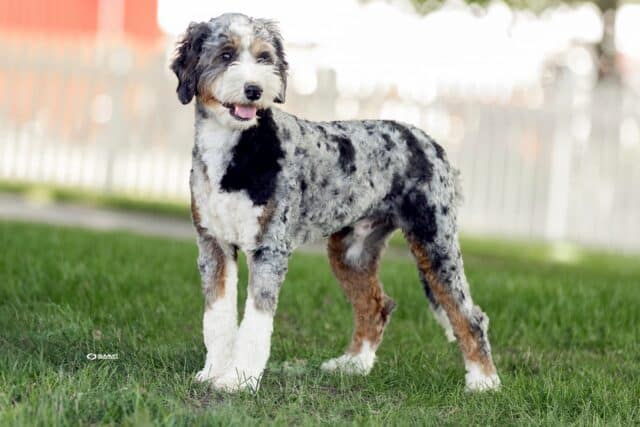 Thor bernedoodle stud