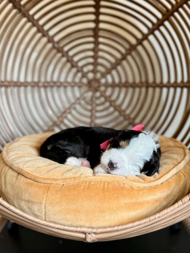 bernedoodle puppy