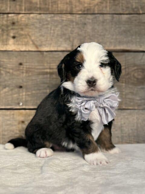 bernedoodle puppy