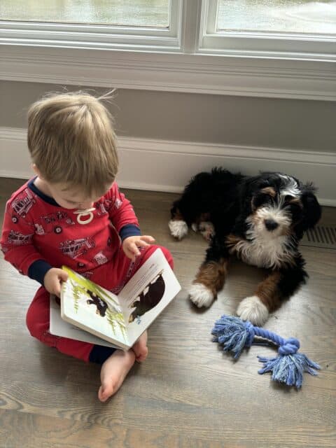 Toddler reading book beside his bernedoodle puppy