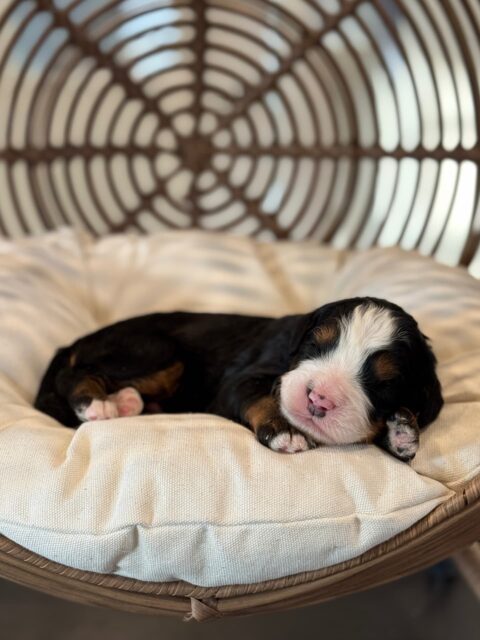 bernedoodle puppy