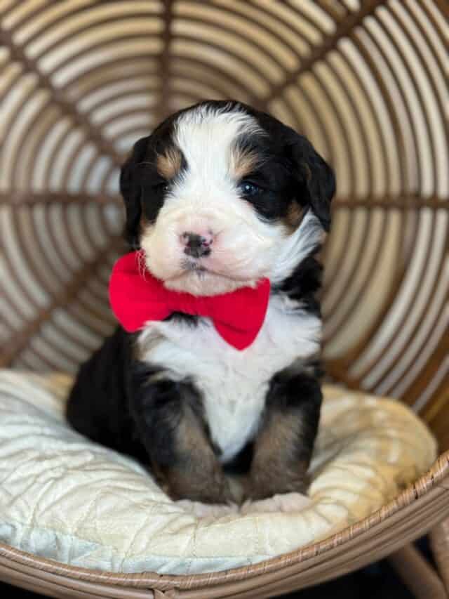 bernedoodle puppy